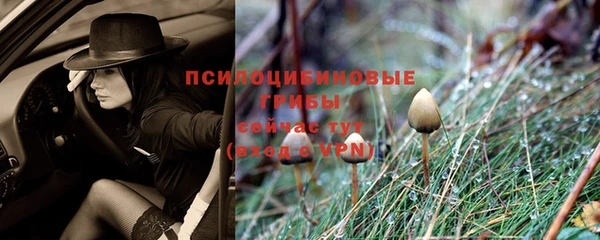 трава Белокуриха